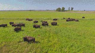 Bison at The Nature Conservancy